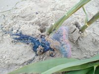 Benidorm y la Vila Joiosa también prohíben el baño en sus playas por la presencia de carabelas portuguesas