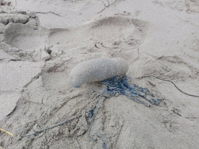 Hallan ejemplares muertos de carabela portuguesa en la playa del Molinar