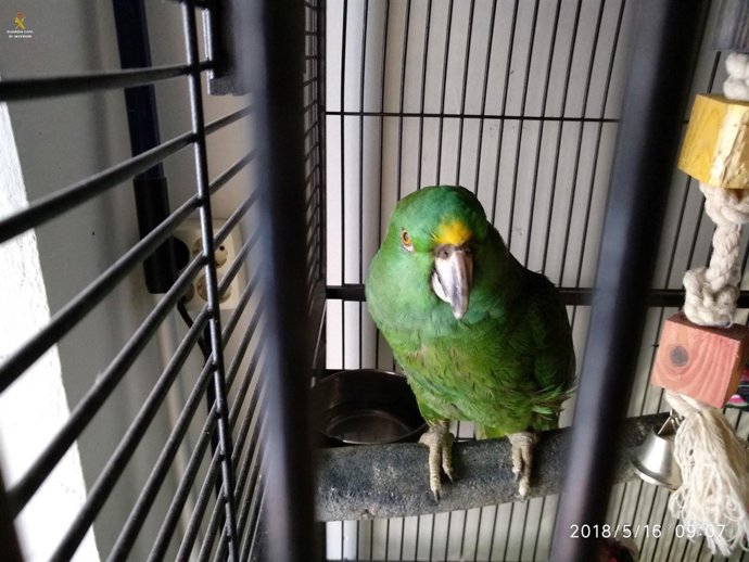 Loro exótico incautado por la Guardia Civil