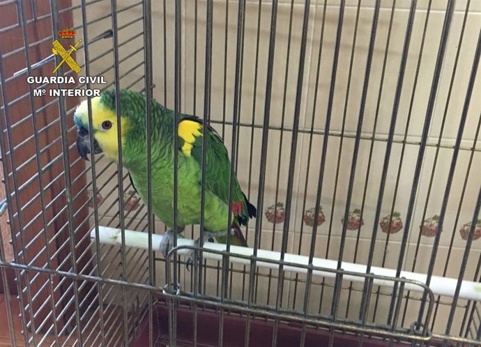 El loro robado y recuperado