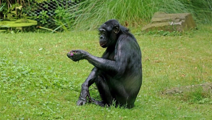 Hembra de bonobo