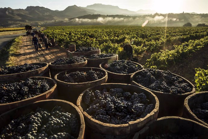 Viñas, viñedo de Rioja, uvas