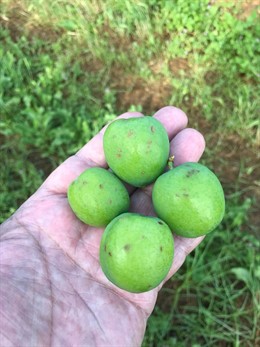 Daños a la ciruela por el pedrisco