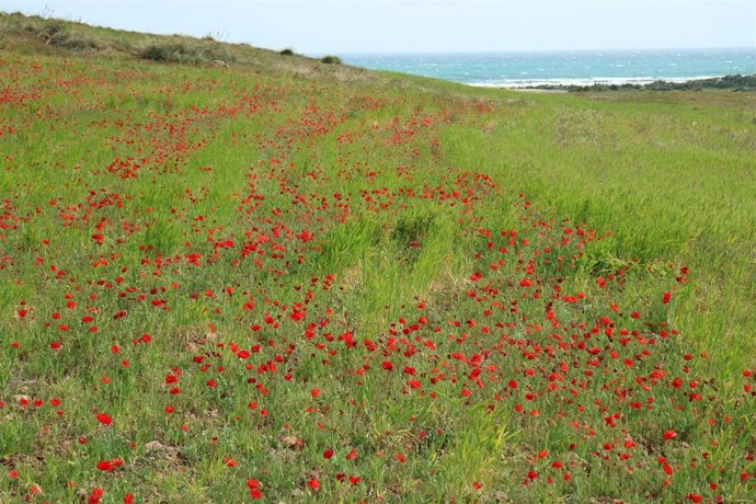 Campo de amapolas en el Cabo de Gata
