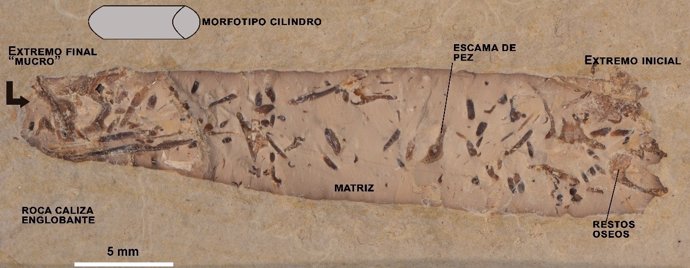 Heces fósiles revelan información sobre la vida en el Cretácico