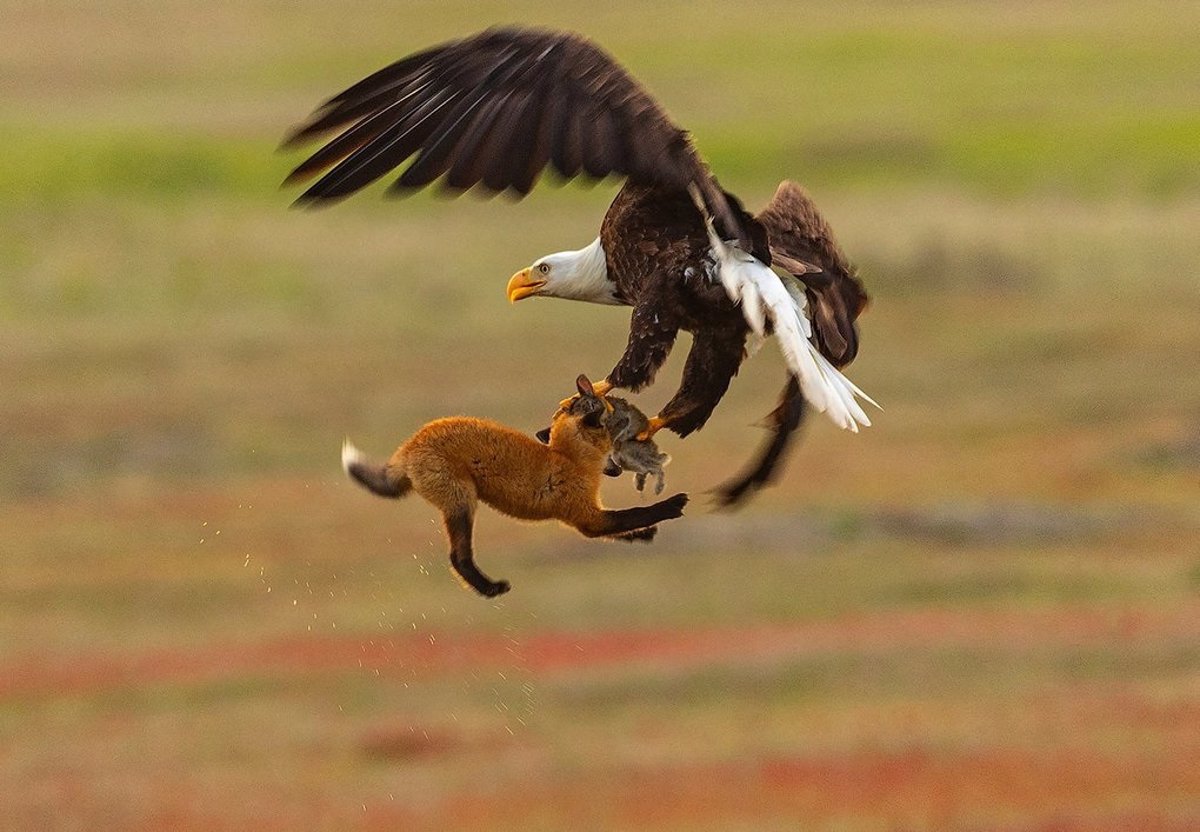 Un águila coge a un zorro que tiene como presa a un conejo y un fotógrafo  captura un vídeo del momento