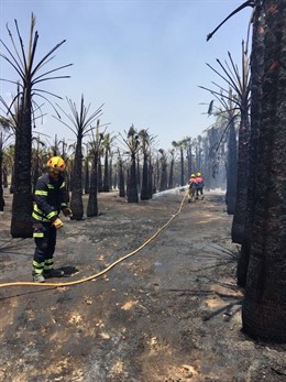 Uno de los huertos de palmeras afectados