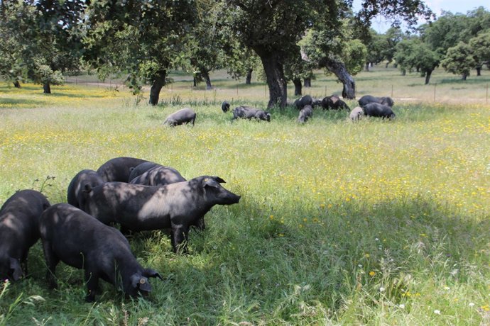 Nota De Prensa Agricultura (Capa Montanera)