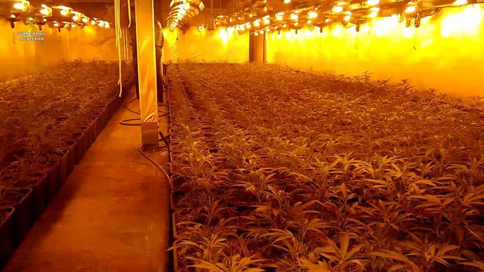 Cultivo desmantelado en Lebrija