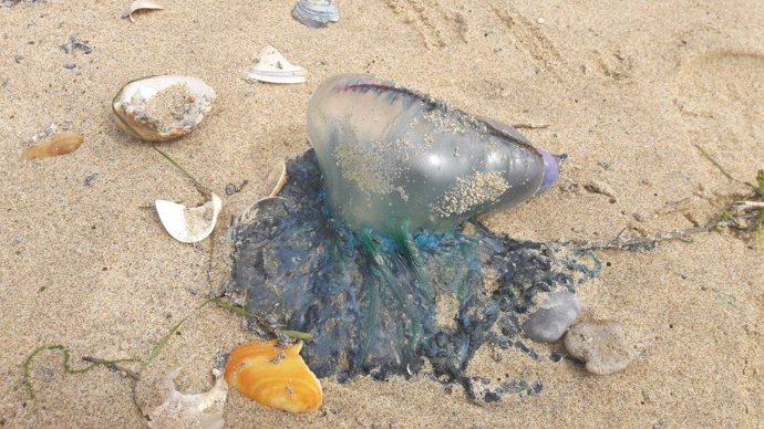 Medusas de tipo 'carabelas portuguesas' en las costas de Huelva