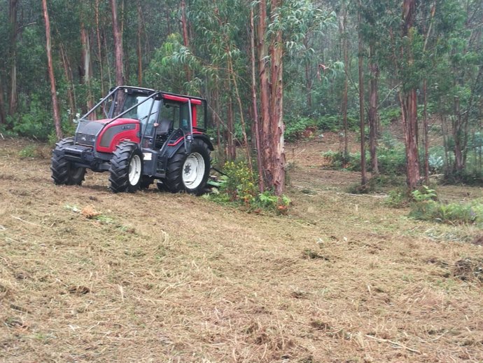 Trabajos de limpieza forestal en Galicia