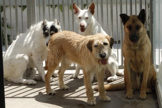 Perros abandonados dispuestos para adopción