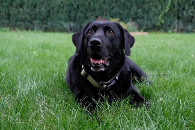 Perrito compra galletas con hojas de los árboles Perrito compra galletas con hojas de los árboles