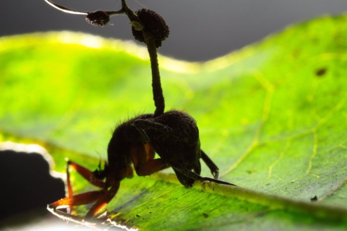 Hormiga carpintera controlada por el hongo