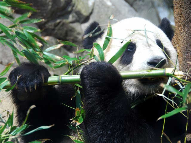 los pandas solo viven en china