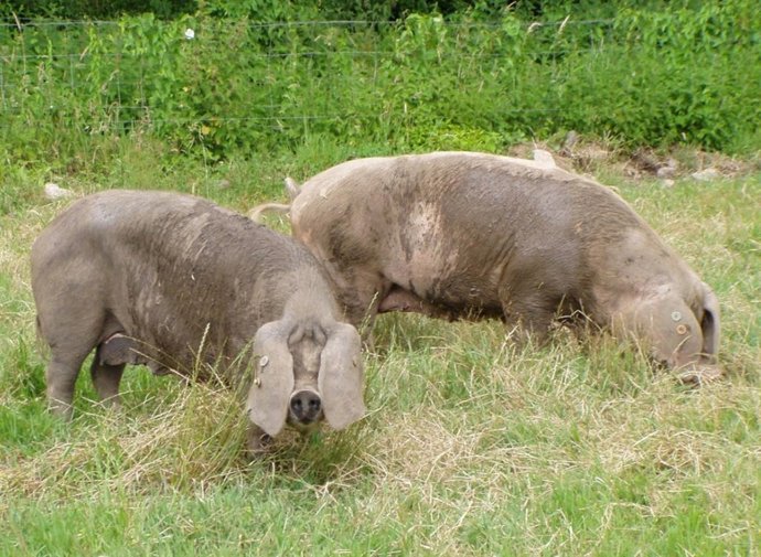 Ejamplares de gochu asturcelta.