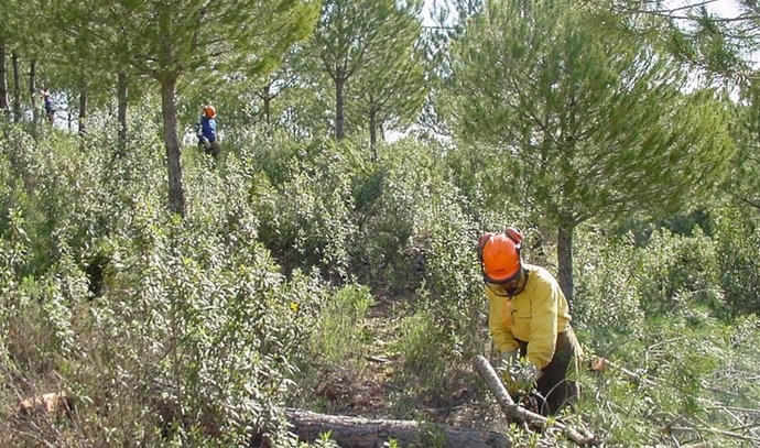 Trabajadores realizando tratamientos selvícolas en el monte