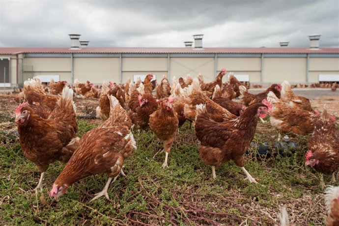 Gallinas de la granja Huevos Guillén Canarias