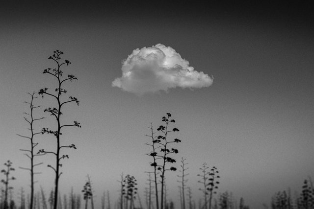 Una de las fotografías de la serie ganadora del certamen