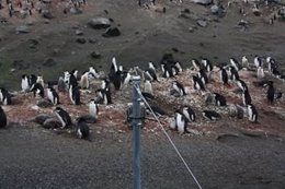 Una cámara observa una colonia de pingüino barbijo, 'Pygoscelis antarcticus'