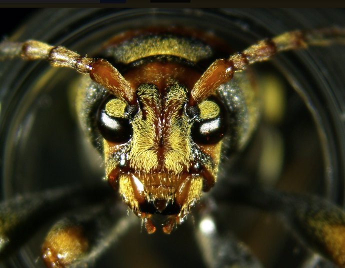 El escarabajo Xylotrechus chinensis procedente de Asia