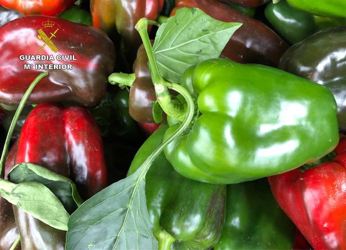 PRODUCTO ROBADO, PIMIENTOS