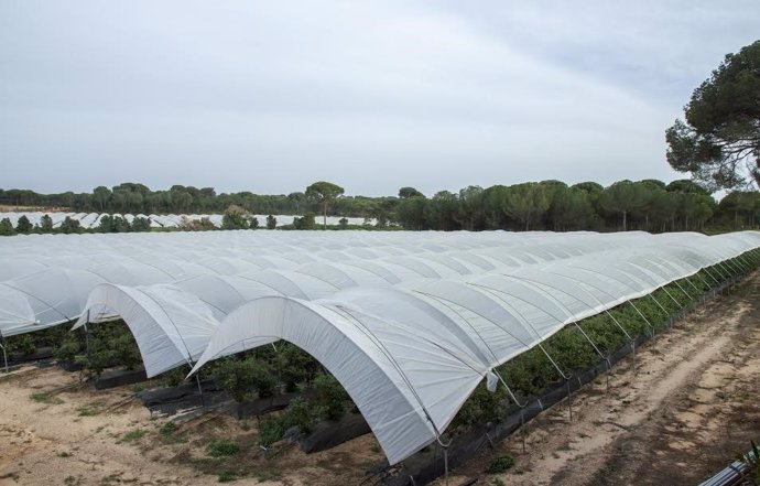 Cultivo de fresas en Huelva