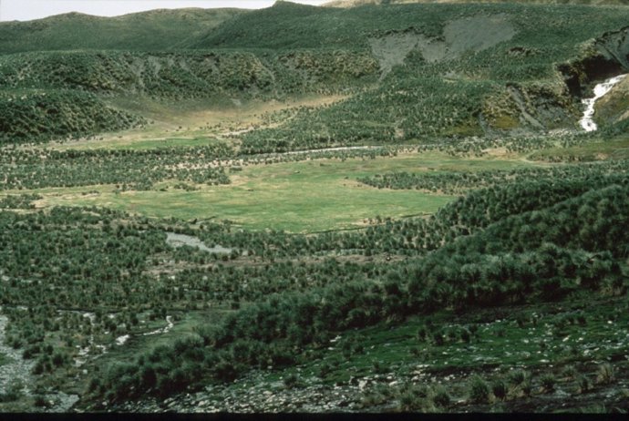 Especies herbáceas en la Antártida