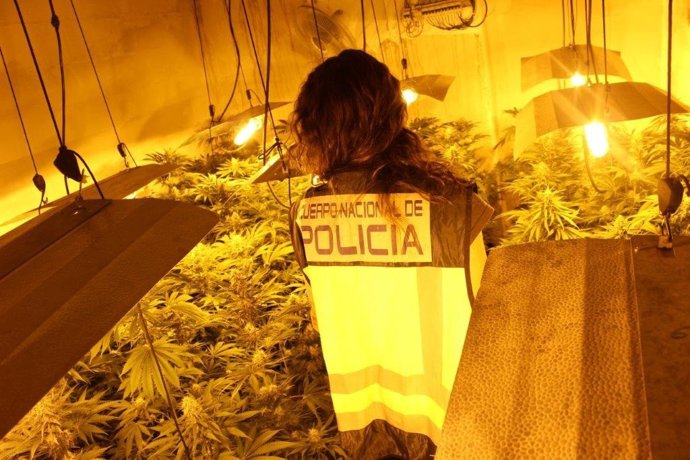 Policía nacional cultivo indoor marihuana en los asperones Málaga