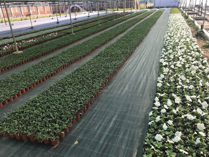 Vivero de la Diputación de Cáceres