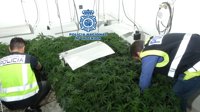 Dos detenidos y 800 plantas de marihuana intervenidas en Jaén en una plantación situada en dos casas comunicadas