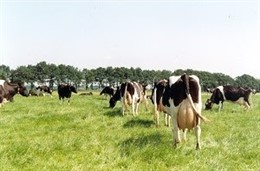 La Generalitat invierte 60.000 euros para la mejora genética de la ganadería