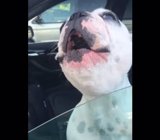 ¿Un Perro Cantando?: El Lamento De Este Perro Se Parece Más A Un ...