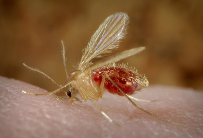 Mosquito que transmite la leishmaniosis