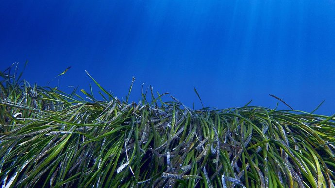 Pradera de 'Posidonia oceanica'