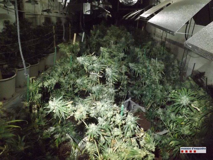 Plantaciones de marihuana encontradas en una finca de Terrassa