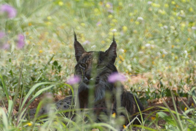 Detectat un exemplar de linx ibèric a l'àrea de Barcelona