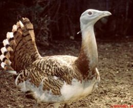 Ejemplar de avutarda