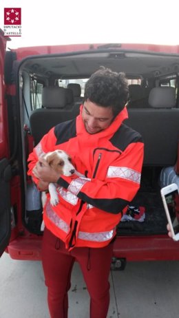 Perro rescatado en Peñíscola