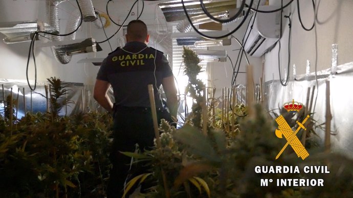 Operación 'Clean' de Guardia Civil contra el cultivo indoor de marihuana