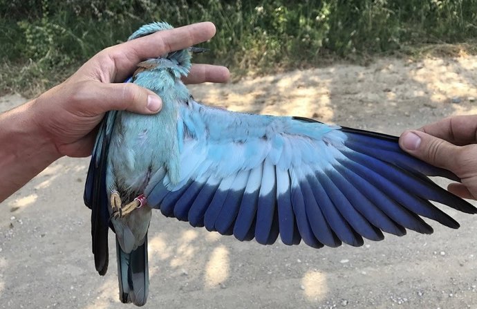 Un exemplar de carraca, als Aiguamolls de l'Empordà