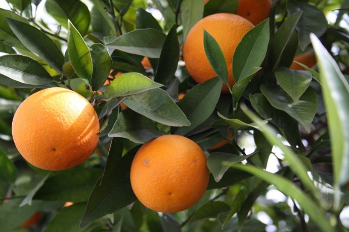 Nota De Agricultura, Pesca Y Desarrollo Rural (Nueva Convocatoria Para Solicitar