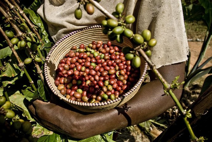 Producción de café en Uganda