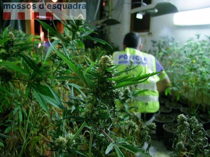 Plantación de marihuana en Deltebre (Tarragona)