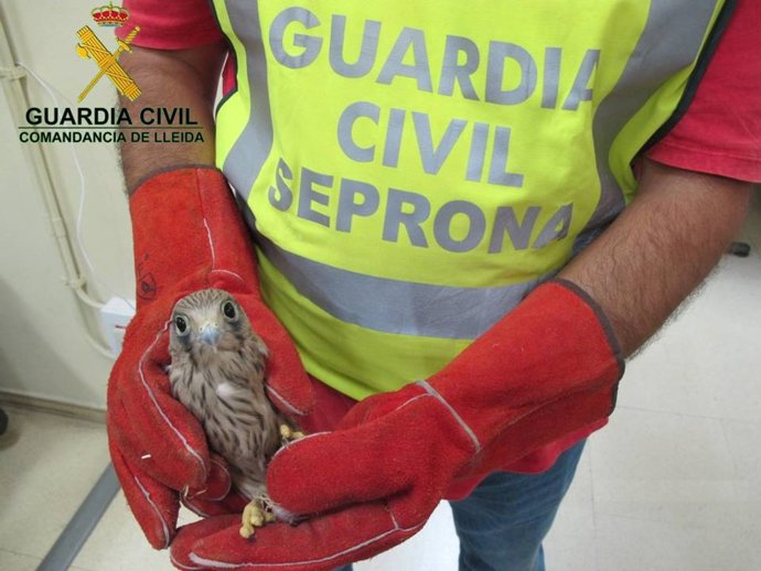 Cernícalo localizado por la Guardia Civil en Miralcamp (Lleida)