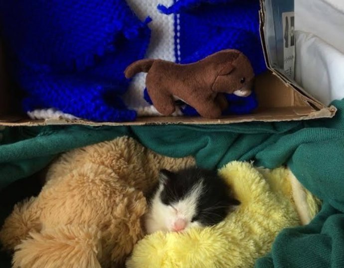 El cachorro abandonado