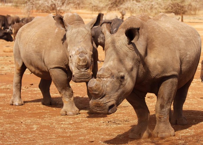 Rinocerontes en el Parque Nacional Kruger, en Sudáfrica