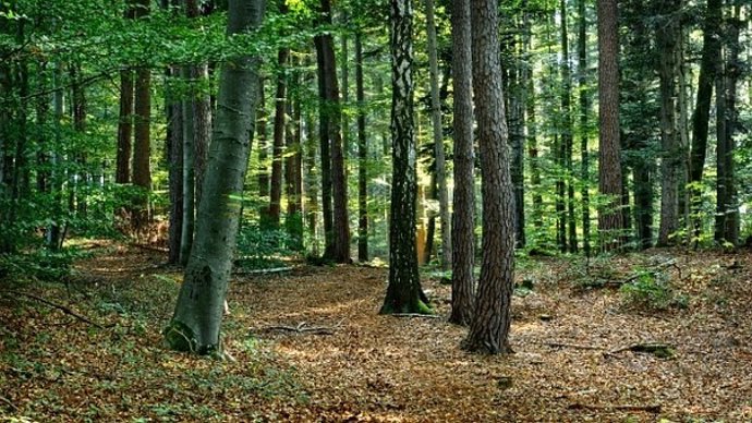 Bosques (Foto archivo)