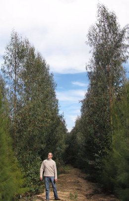 Certifican el uso energetico de un tipo de eucalipto en Huelva. 