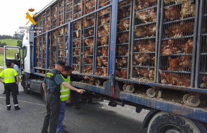 Camión que transportaba la 8.000 gallinas hacinadas